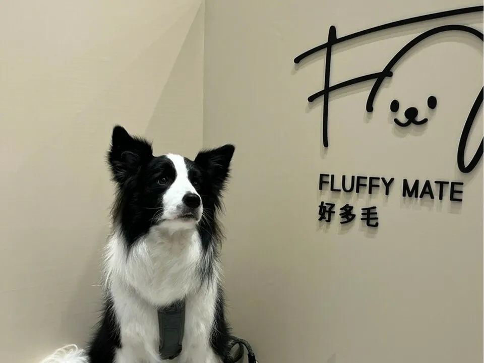 Fluffy Mate好多毛寵物