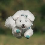 bichon_chenpimei0127